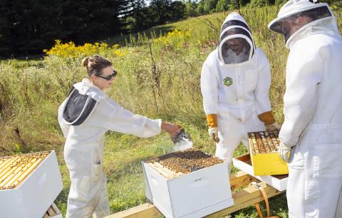 Beekeeping Photo